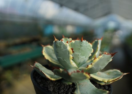 アガベ　兜蟹錦　連棘　Agave isthmensis “Kabutogani” variegata  No.5