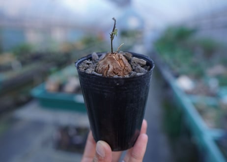 亀甲竜　Dioscorea elephantipes　No.6