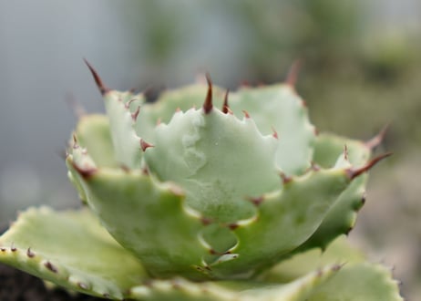 Agave potatorum×Isthmensis　No.2