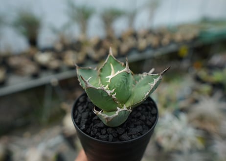 アガベ　チタノタ　FO-76　agave titanota FO-76 No.1