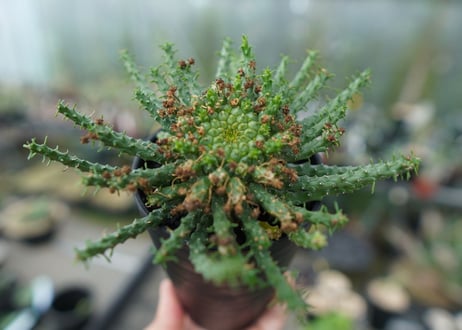 ユーフォルビア　ゴルゴニス　Euphorbia gorgonis