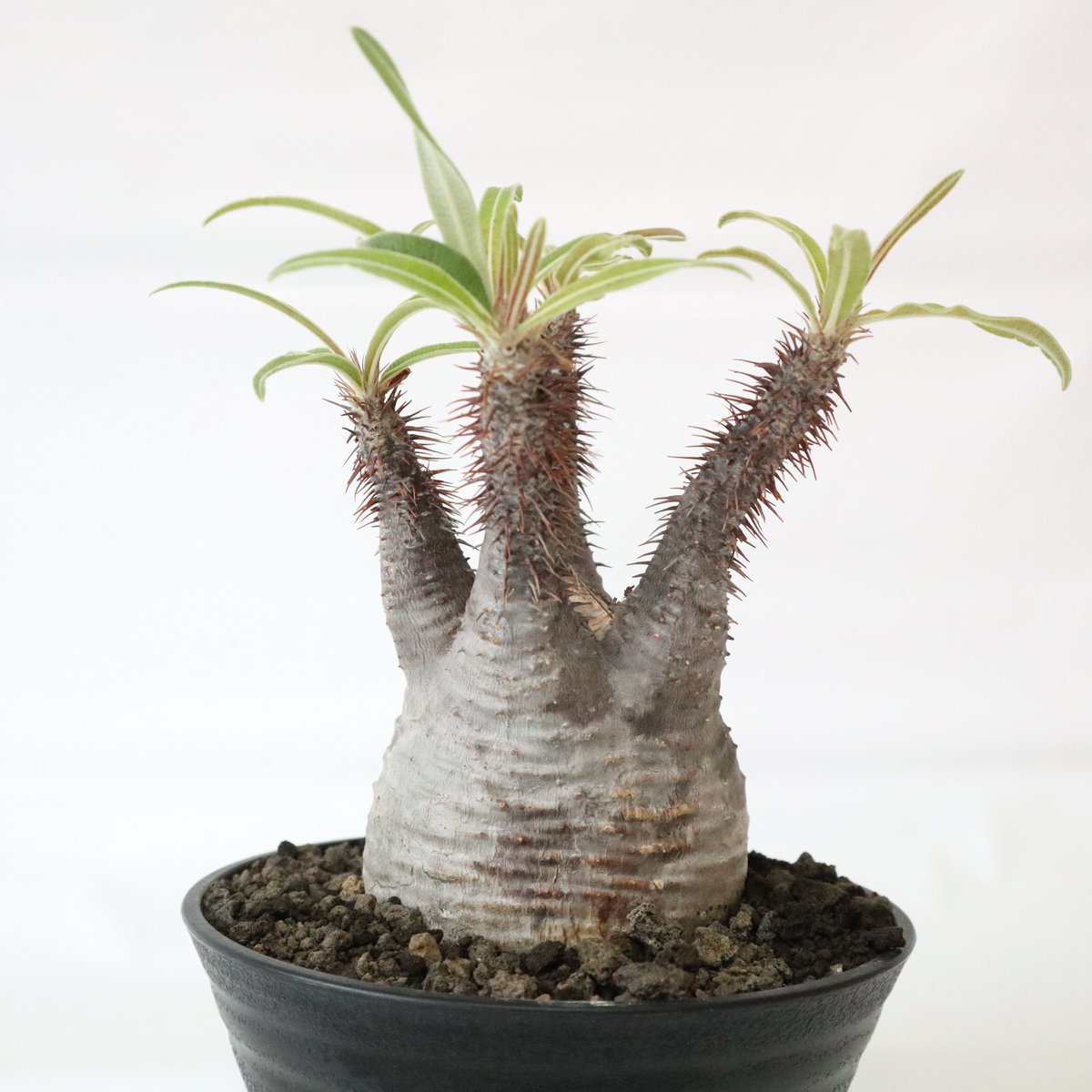 パキポディウム グラキリス | mana's farm:塊根植物・アガベ・ドライ