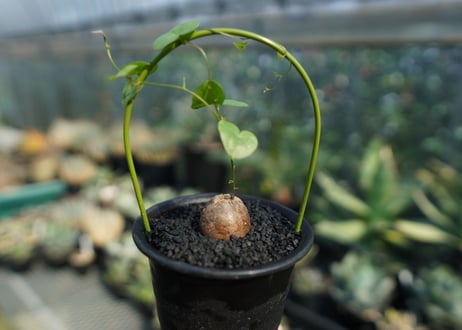 亀甲竜　Dioscorea elephantipes No.6