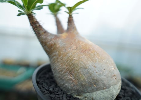 パキポディウム　グラキリス　 Pachypodium Gracilius  No.4