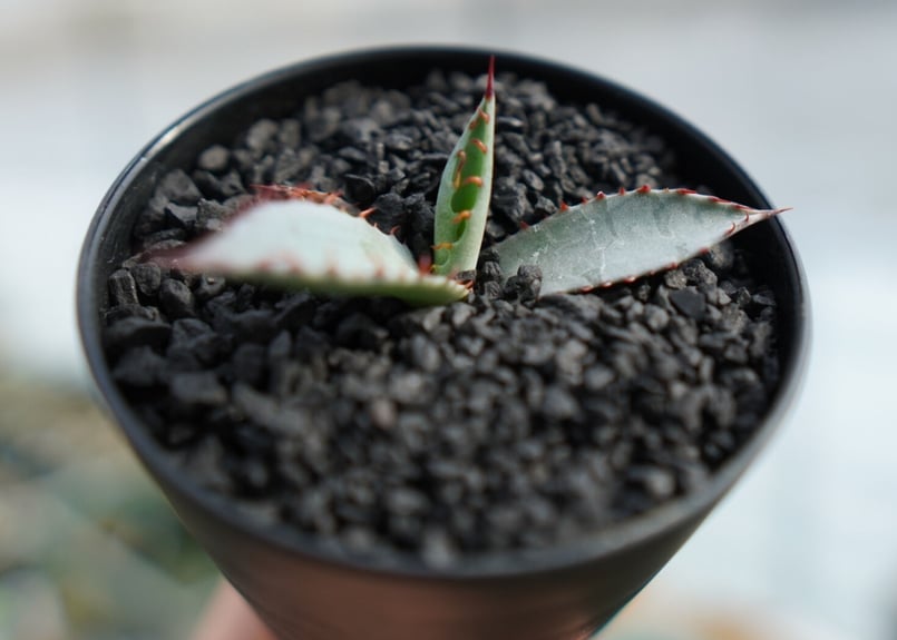 アガベ 屈原の舞扇 No.1 | mana's farm:塊根植物・アガベ・ドライ