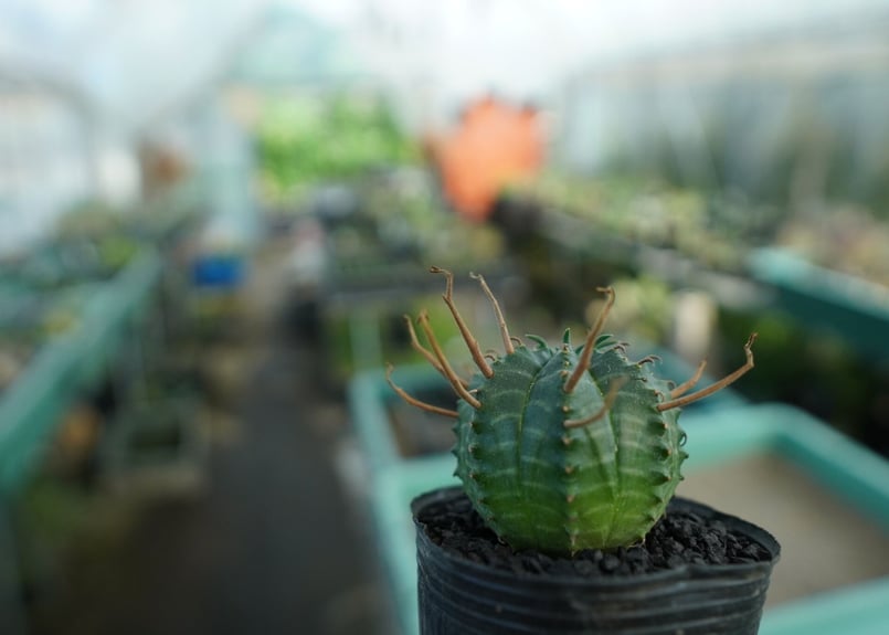 ユーフォルビア スーパーバリダ Euphorbia super valida No.9 |