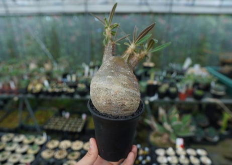 パキポディウム　グラキリス　Pachypodium gracilius　No.2