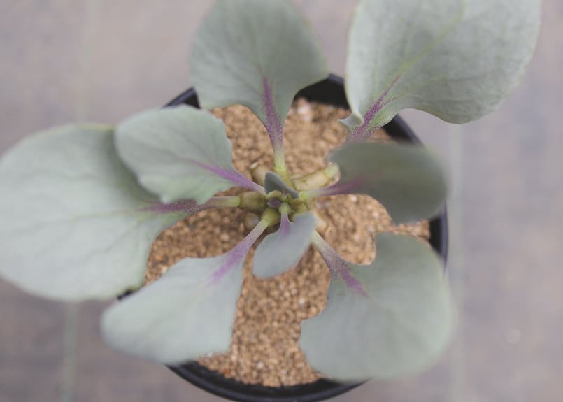 オトンナ へレイ | mana's farm:塊根植物・アガベ・ドライガーデン植物