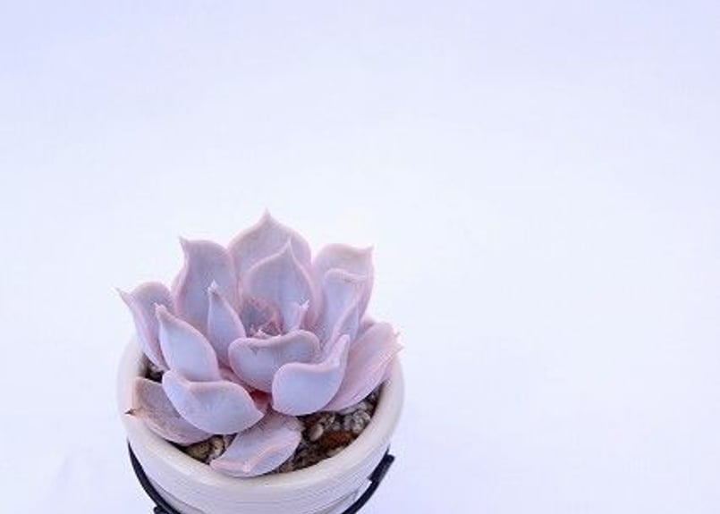 エケベリア リラシナ | mana's farm:塊根植物・アガベ・ドライガーデン