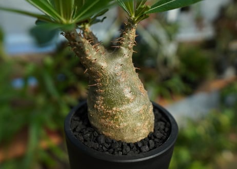 【発根管理中】パキポディウム　グラキリス　 Pachypodium Gracilius  No.8