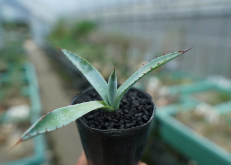 アガベ　屈原の舞扇 Agave 'Kutsugen no Maiougi'   No.2