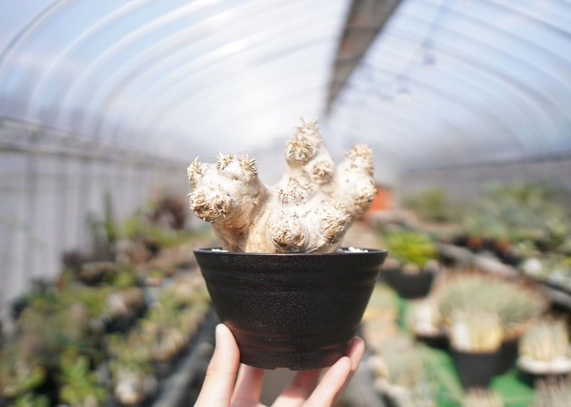 パキポディウム エブレネウム Pachypodium eburneum No.2 | mana