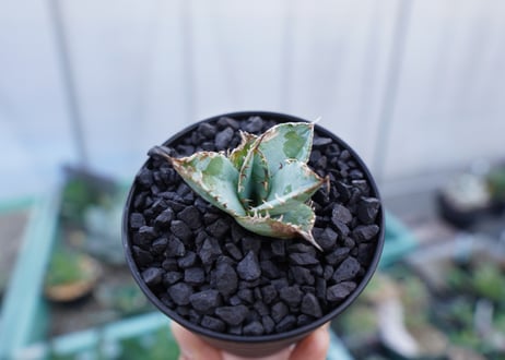 アガベ　チタノタ　ライオンズメーン　Agave titanota Lion's Mane