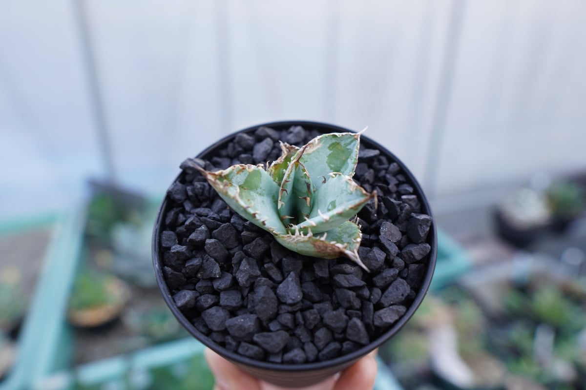 M*読様 F11399★オークション★アガベ チタノタ Lion's Mane M*読様 F11399☆オークション☆アガベ チタノタ Lion's Mane