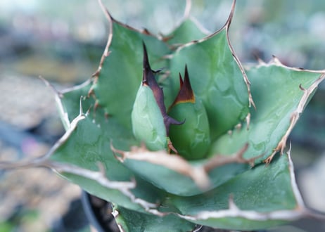 アガベ　チタノタ　FO-76　agave titanota  FO-76 No.2