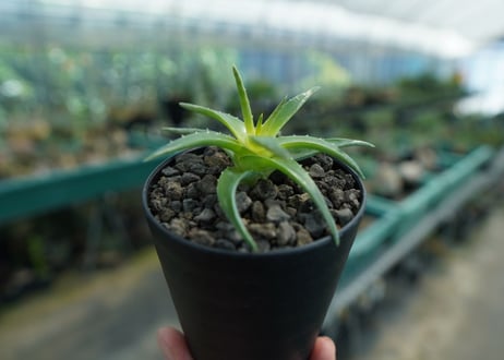 ディッキア　ムーングロー　Dyckia brevifolia  Moon Glow　No.2