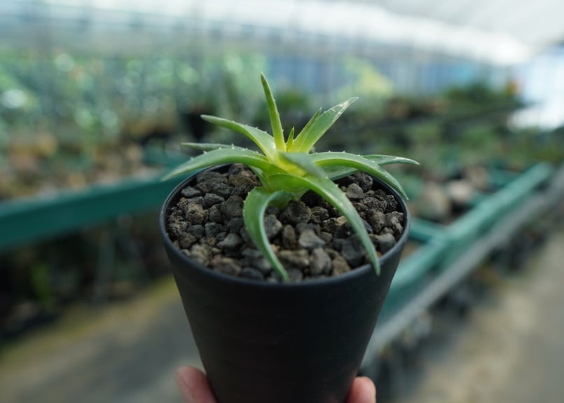 ディッキア ムーングロー Dyckia brevifolia Moon Glow No.2