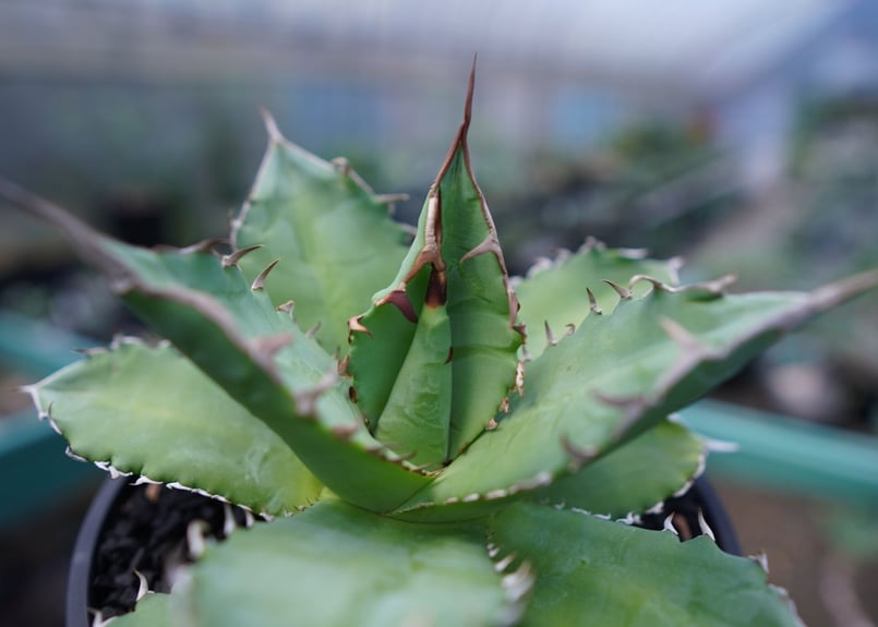 アガベ チタノタ 夕映厳龍 Agave titanota ”solareclipse