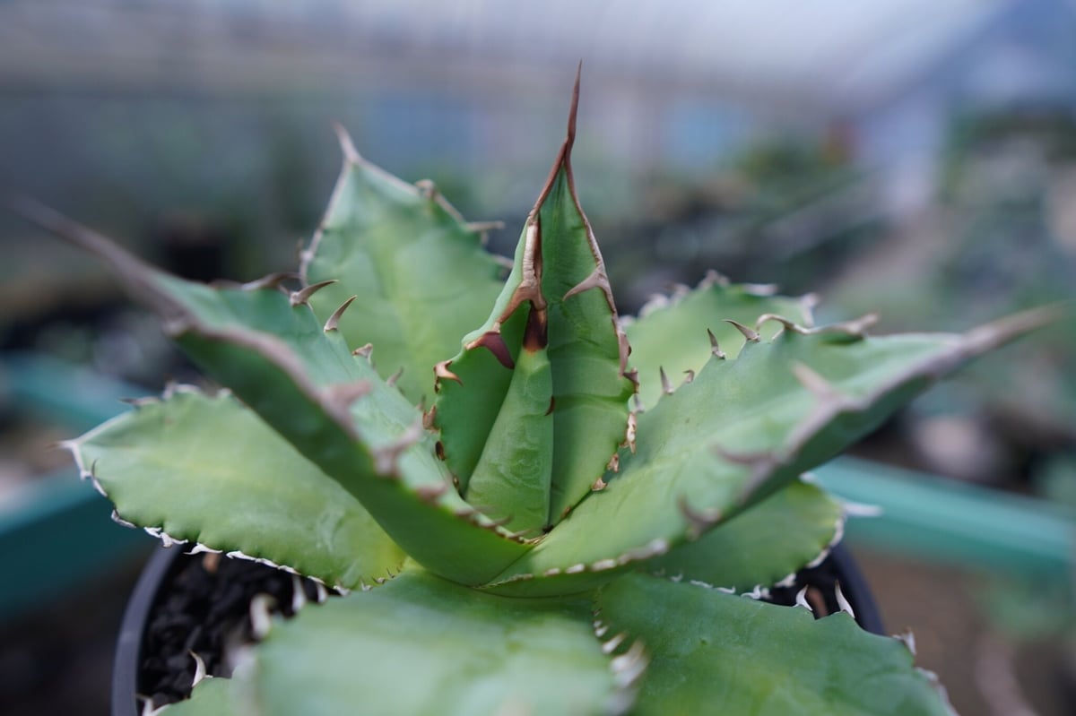 アガベ チタノタ 夕映厳龍 Agave titanota ”solareclipse