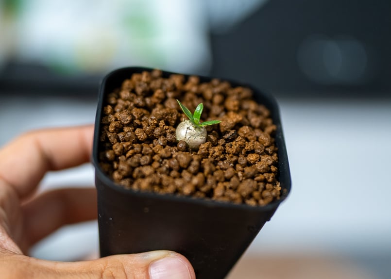 パキポディウム 恵比寿笑い 沖縄実生 | mana's farm:塊根植物・アガベ