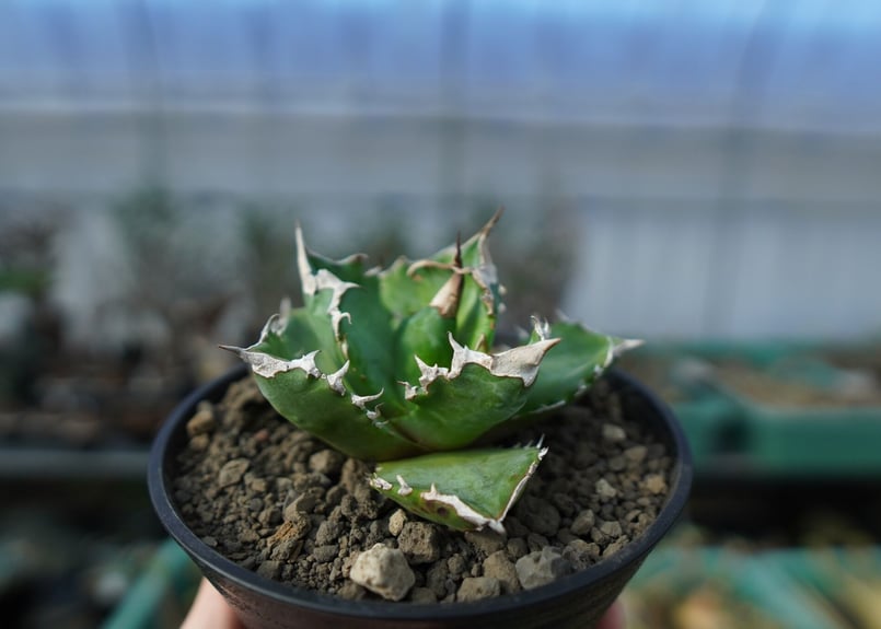 アガベ チタノタ ホワイトファイヤー agave titanota white fire 白火...