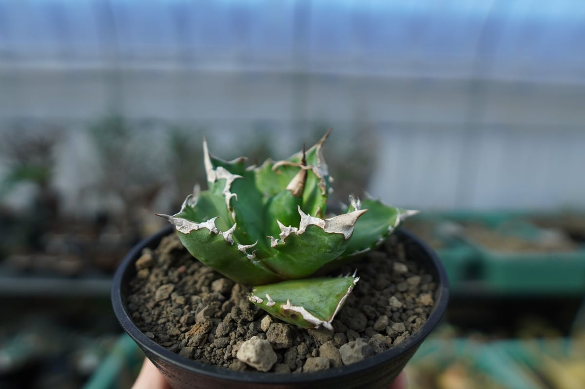 アガベ チタノタ ホワイトファイヤー agave titanota white fire 白火...