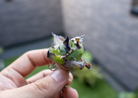 Agave B&B 特大 カキコ NO.2