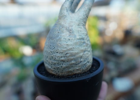【未発根】パキポディウム　グラキリス　 Pachypodium Gracilius  No.22