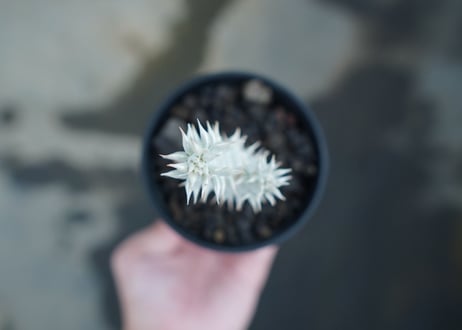パキポディウム　伊藤ハイブリッド　Pachypodium 'Itoh Hybrid'  No.2