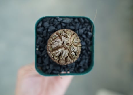 亀甲竜　Dioscorea elephantipes　No.2