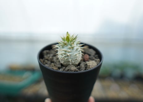 パキポディウム　デンシフローラム Pachypodium densiflorum  No.2
