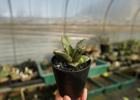 アガベ　チタノタ　FO-76　Agave titanota  FO-76　No.1