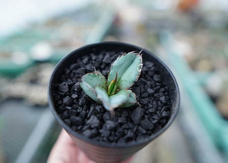 アガベ　チタノタ　 ブラックアンドブルー 　Agave titanota black and blue　No.8