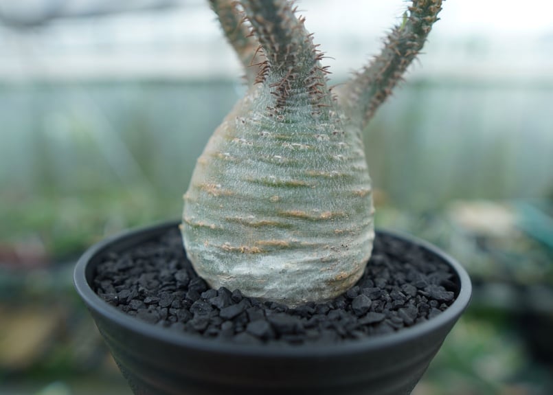 パキポディウム グラキリス Pachypodium Gracilius No.3 | ma