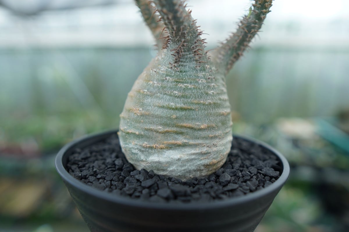パキポディウム グラキリス Pachypodium Gracilius No.3 | ma