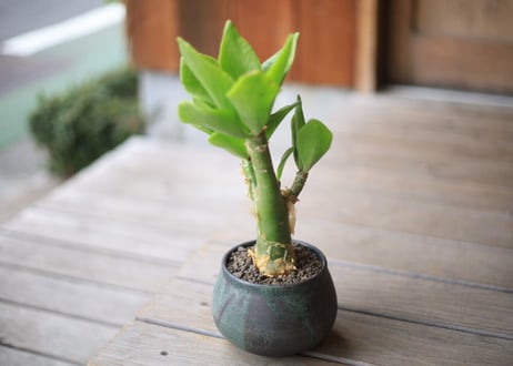 チレコドン　パニクラータス　Tylecodon paniculatus