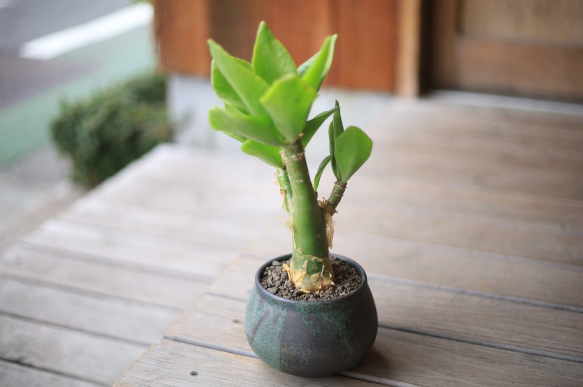 チレコドン パニクラータス Tylecodon paniculatus | mana's fa チレコドン パニクラータス Tylecodon paniculatus | mana's fa