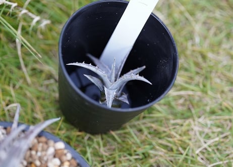 Dyckia Classic One