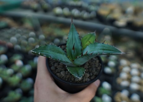 アガベ　チタノタ　Agave Titanota