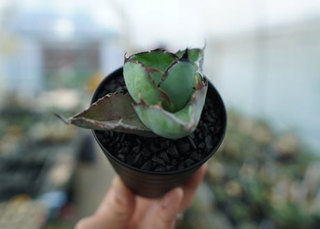 アガベ　チタノタ　 ブラックアンドブルー 　Agave titanota black and blue　No.2