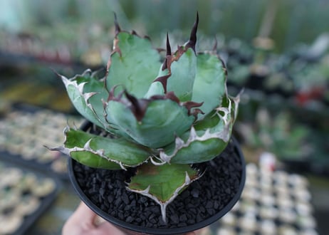 アガベ　チタノタ　 ブラックアンドブルー 　Agave titanota black and blue　No.4
