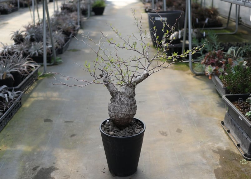 オペルクリカリア パキプス《2》 | mana's farm:塊根植物・アガベ