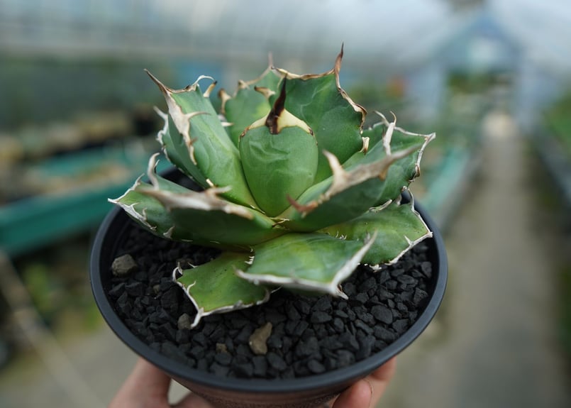 アガベ チタノタ 鬼爪雪峰 Agave titanota “Onitsume Yukimin...