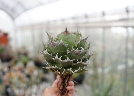 Agave titanota FO-76  I dwarf   (G)
