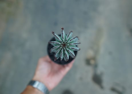 ユーフォルビア　ホリダ　スノーフレーク　Euphorbia horrida "Snowflake"