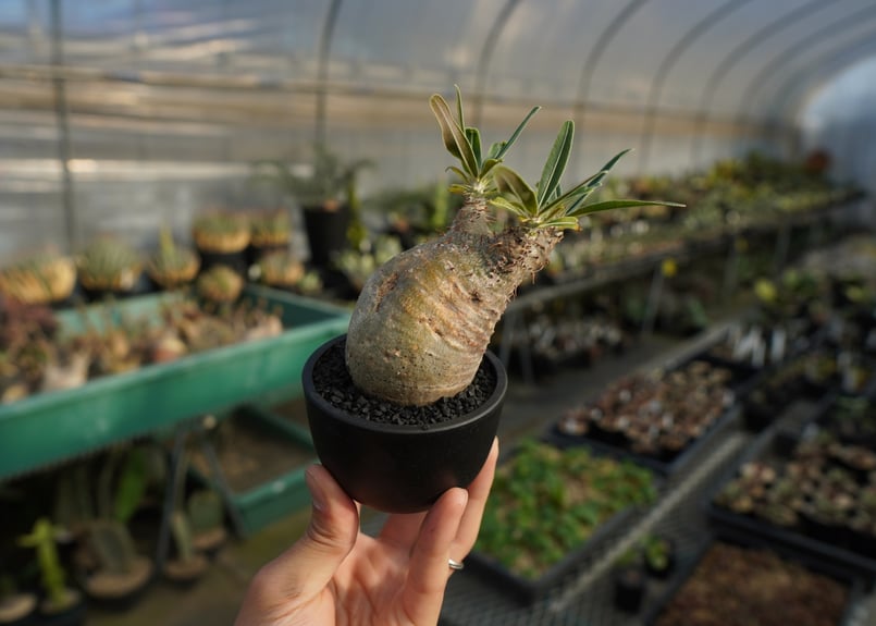 パキポディウム グラキリス Pachypodium Gracilius No.2 | ma...