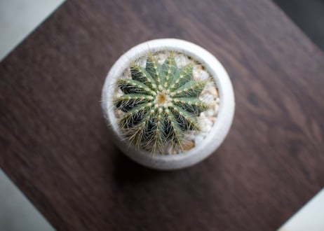 これ一つでインテリアがグッとお洒落に＊多肉植物サボテン3点ＳＥＴ