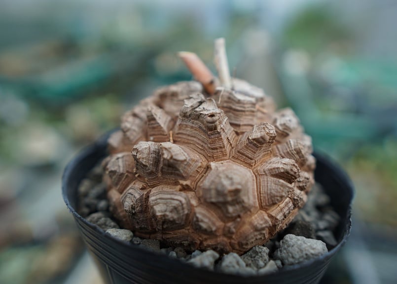 長谷川園芸産】亀甲竜 Dioscorea elephantipes No.8 | mana 