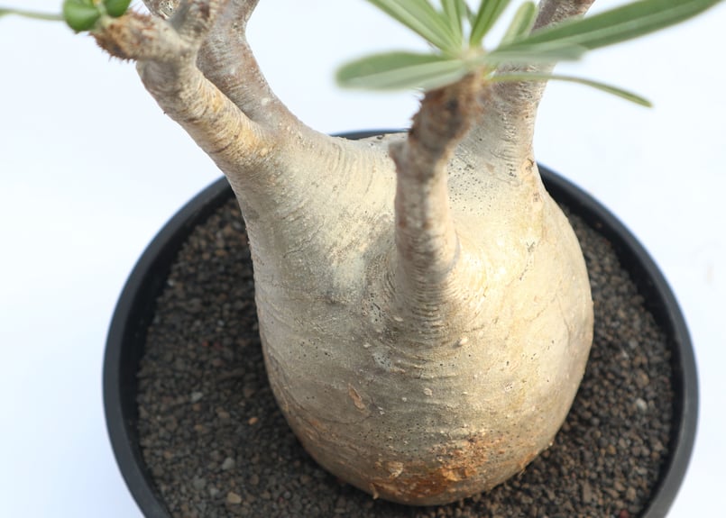 パキポディウム グラキリス no.29 | mana's farm:塊根植物・アガベ