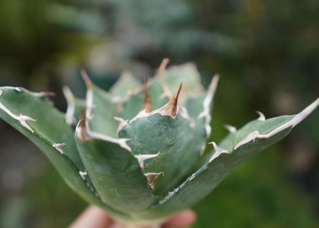 Agave titanota 白鯨 B NO.1